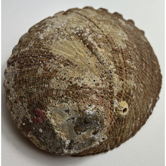 Abalone Shell Smudging Bowl Seashell Incense Burner, 5-6 Inches - Picture 3 of 5